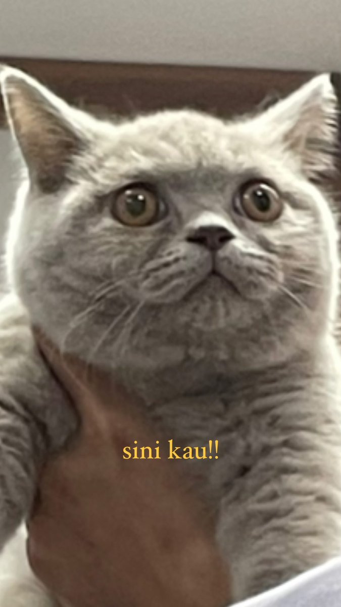 marygold03's tweet photo. bombat adalah garda terdepan salma,
🐈: jangan macam macam ama mbak salma gigit kau
#Bombat
#SalmaSalsabil
#Bombatpelor https://t.co/yOJMm5wwmS