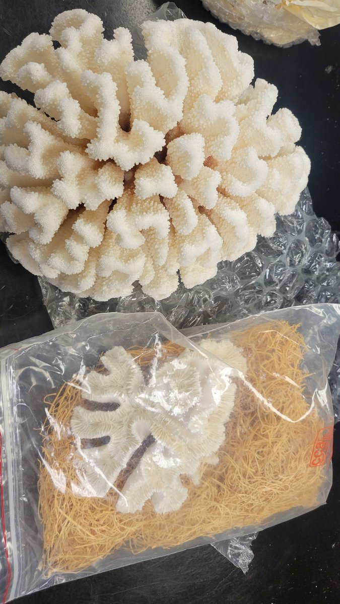 tanyabrown980's tweet photo. My new department left me gifts in my new lab space, coal skeletons! So excited! Now I really do need to develope that marine biology class for next year... #newpi #forthecorals #marinebiology https://t.co/v51D9dvdeS