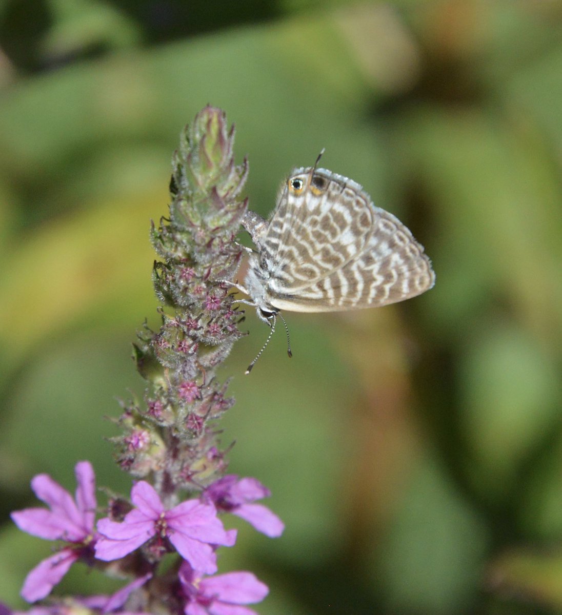 In Tuscany this week. A visit to Pisa was rewarded by sightings of Langs Short-tailed Blue egg-laying in the Pisa Botanical Garden.