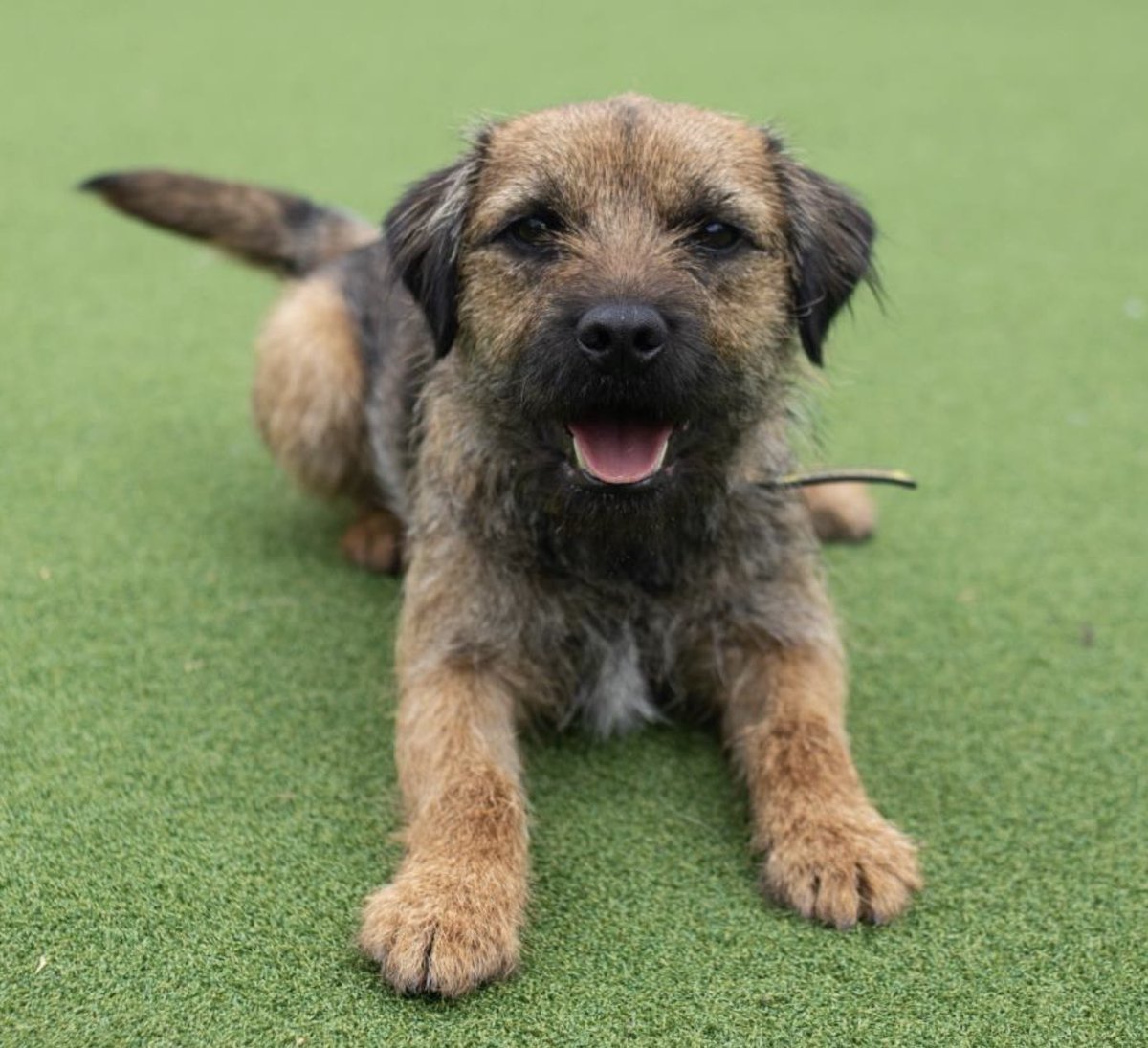 Border Terrier Welfare (@btwelfare) on Twitter photo We’re delighted to announce the guest speaker for our event on 17 September! Wayne May is Police Liaison Officer for Dog Lost and he will be giving advice on what to do if the worst happens and your dog goes missing. For tickets, please email secretary@borderterrierwelfare.co.uk We’re delighted to announce the guest speaker for our event on 17 September! Wayne May is Police Liaison Officer for Dog Lost and he will be giving advice on what to do if the worst happens and your dog goes missing. For tickets, please email secretary@borderterrierwelfare.co.uk