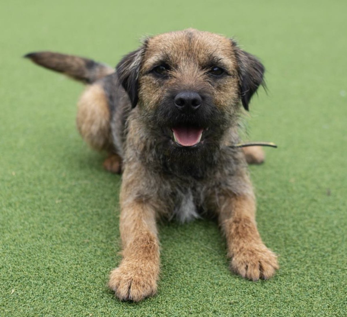 We’re delighted to announce the guest speaker for our event on 17 September! Wayne May is Police Liaison Officer for Dog Lost and he will be giving advice on what to do if the worst happens and your dog goes missing. For tickets, please email secretary@borderterrierwelfare.co.uk