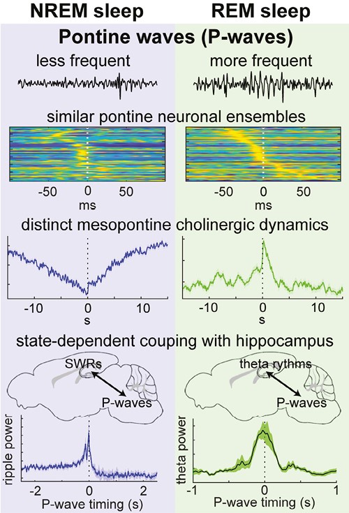 In this study, researchers discovered an unexpected relationship between pontine (P) waves and hippocampal sharp wave-ripples (SWRs) during non-REM (NREM) #sleep. While P-waves and SWRs are temporally coupled, P-waves have a diminishing effect on SWRs. ow.ly/Lkex50PJtYa