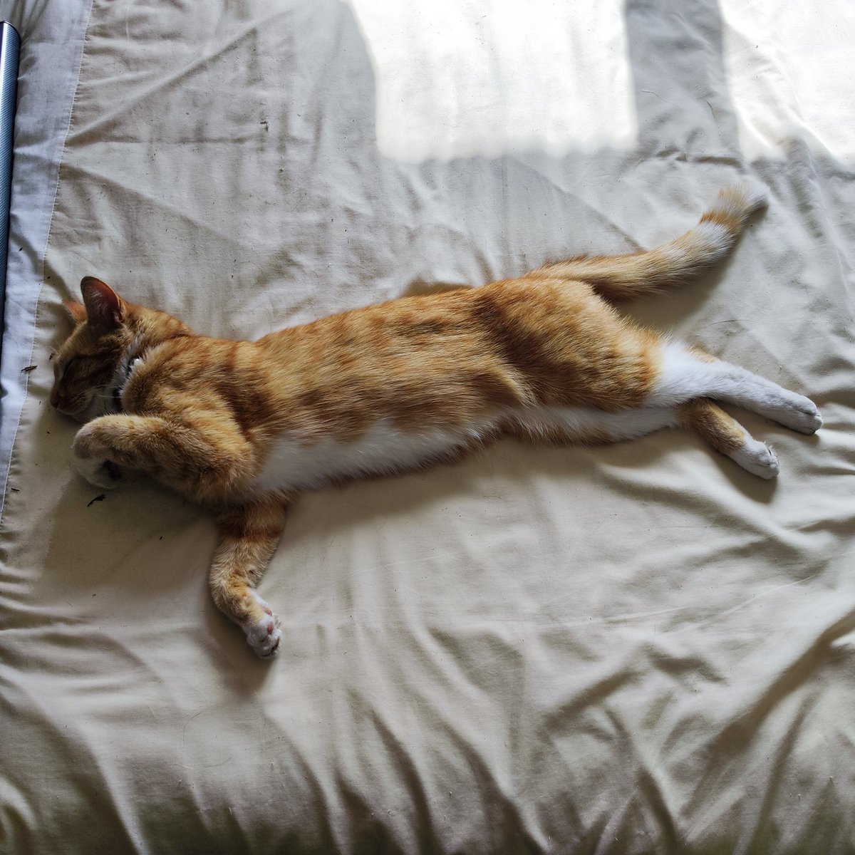 RJSissons's tweet photo. @Foster_Fluff Loki, says "Relax" https://t.co/eahXngu4hq