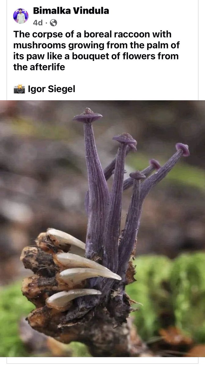 FerfeLaBat's tweet image. Mushrooms are terrifying.  #cordycep #MushroomTwitter #horror