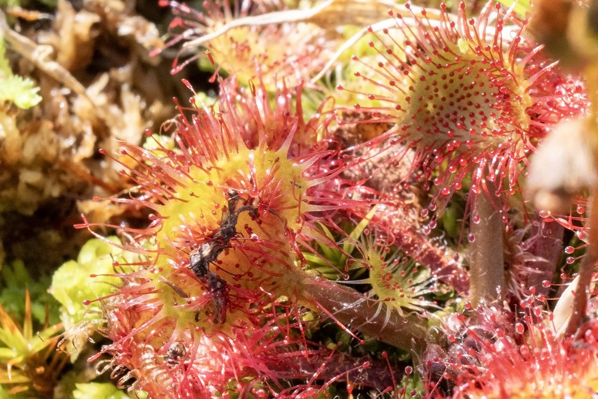 Otters and Sundew on a scorching September day in Shetland - a new record high of 22.1c.