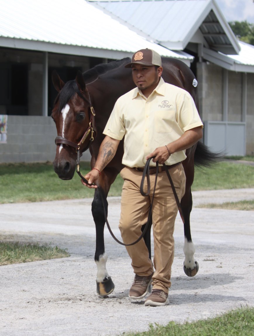 Full brother to @Gainesway stallion Drain the Clock doing his thing in Barn 11 @keenelandsales @SlamDunkRacing