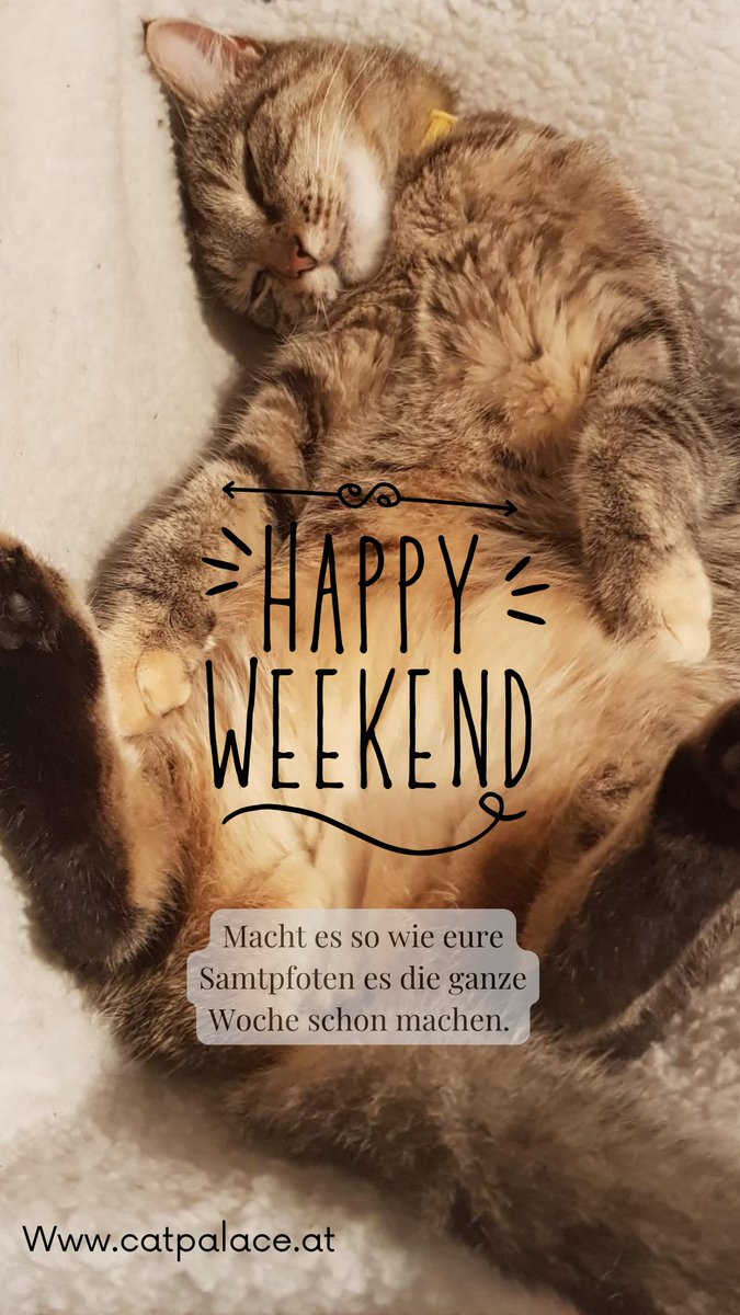 CatpalaceAT's tweet photo. Das Team von https://t.co/VApd7ltjfw wünscht allen Samtpfoten-Liebhabern ein entspanntes und wunderbares Wochenende! 🐾💕 Lasst es euch genau so gut gehen wie eure geliebten Vierbeiner es immer tun. 😺🌞 #Wochenendegenuss #Samtpfotenliebe #CatpalaceFamilie https://t.co/wzo7LHvaJP