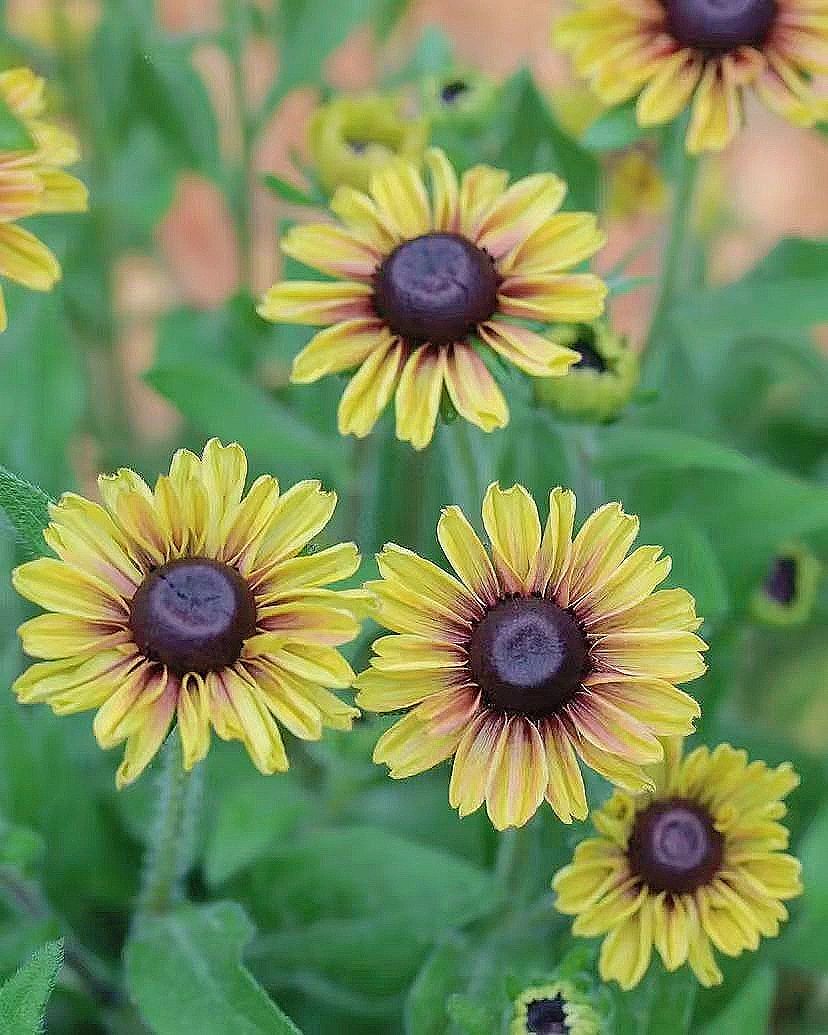 Csyi88's tweet photo. Flowers, healing every day of ordinary life Catch the tail end of spring 🌿 ✨
-
-
-
#vscocam #vsco #like #instagood #photooftheday #photography #follow #instagram #ig #love #nature
#photo #picoftheday #instadaily #likeforlikes #likes #travel #vscofilter #vscogood #igers https://t.co/mWGi31vDgR