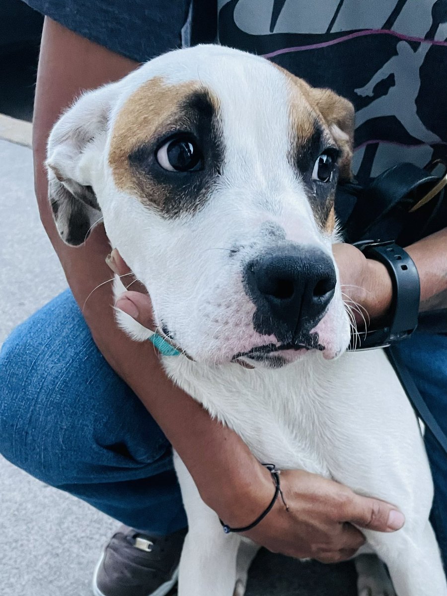 Amix del twitter, esta perrita andaba vagando por la colonia Moctezuma 2da sección en Alcaldía Venustiano Carranza CDMX. Estamos buscando a su dueñx, ojalá la estén buscando si es que por descuido salió de casa. RT para que vuelva a casa 🐶✨🏡