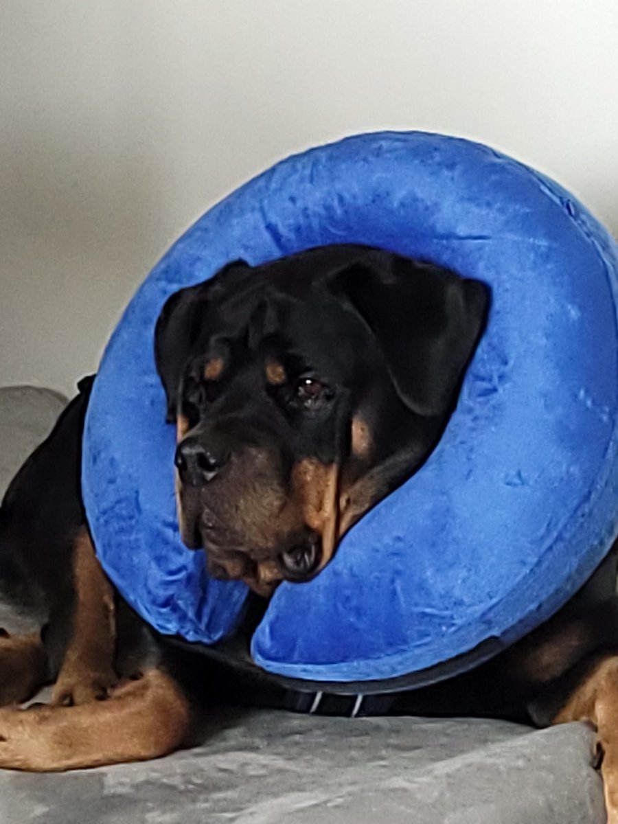 thereal16482192's tweet image. Day one and dones..
Only cries a bits and Mum fought it be me cone of shame bugging me so she gots me a new one, plus carpets so me donts fall and tonnes of offer stuffs...
Ok Mum now you needs to sleep...😆😆🤣🤣😜