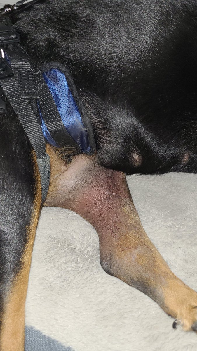 thereal16482192's tweet image. Day one and dones..
Only cries a bits and Mum fought it be me cone of shame bugging me so she gots me a new one, plus carpets so me donts fall and tonnes of offer stuffs...
Ok Mum now you needs to sleep...😆😆🤣🤣😜