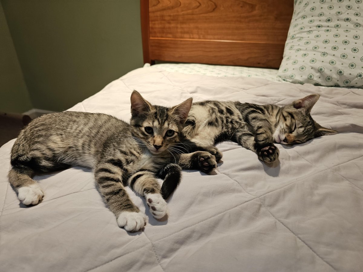Tenleytown411's tweet photo. Cats looking to be adopted into forever homes will be at PetMAC (4914 Wisconsin Avenue) this Saturday, September 9, from 12 noon to 2pm.
These adoptable cats, and more, will be at the store (plus additional adoptable cats can be seen on the cat rescue group's website).
#PetMAC https://t.co/Sv8S9DwjVx