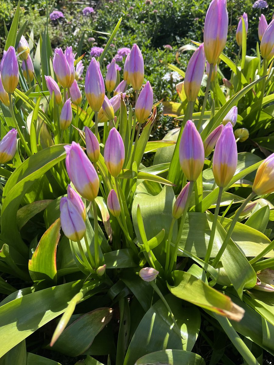 JudithClarke54's tweet photo. Walk in the morning sunshine looks like the tulips are about bloom. Still windy after last nights marine wind warning & that made it a little chilly in places #RAV23 #RunAgainstViolence #enjoylife #keepsafe #running https://t.co/ZU0gFDSdCE