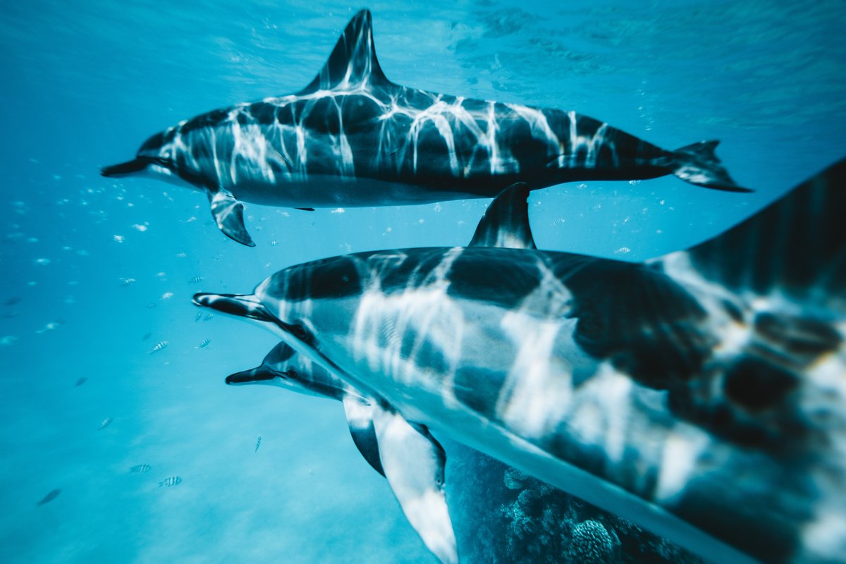 AnimalToKnow's tweet photo. 🐬 #AnimalFact: Some dolphins use sponges as a tool to protect themselves while foraging - an impressive example of cultural knowledge transmission in the animal kingdom! #DolphinIntelligence #NatureWonder https://t.co/tm100flbwR