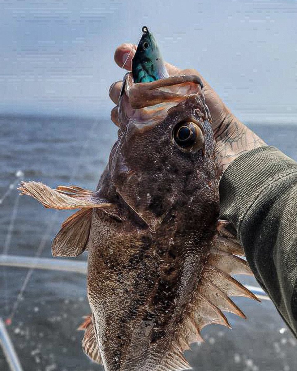 Lunkerhunt_fish's tweet photo. Brown Rockfish smashing our Gambit Swimbait. The Gambit is designed for saltwater and freshwater. Always a good choice if you're looking to catch big fish.
#GambitSwimbait #FishingDaily #Bolina https://t.co/aCrO26Vprp