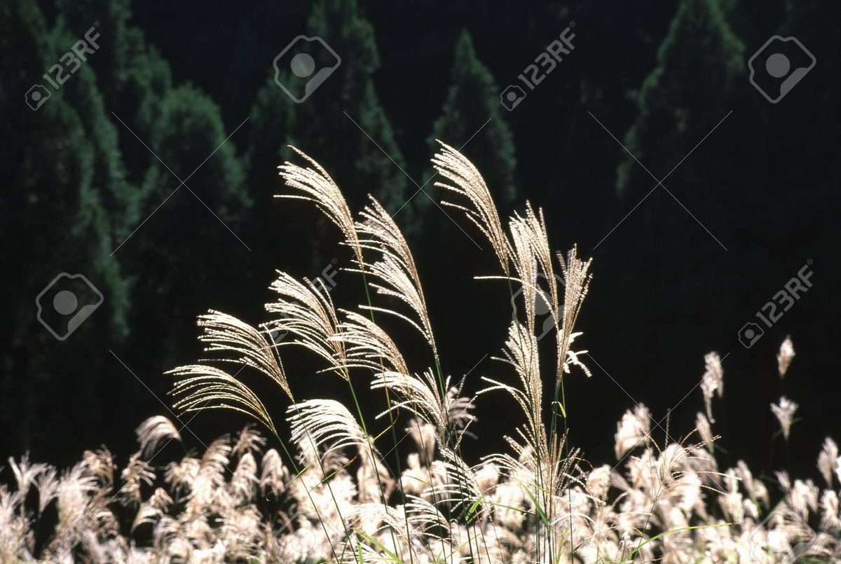 velvia100's tweet photo. Japanese pampas grass
https://t.co/wqttTeFSC7
#Autumn #Japanesepampasgrass #Ear #Backlight #Cedar #CedarForest #Nature #Landscape #Japan https://t.co/LUnewm7OLW