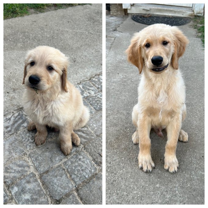 Charlie 🐾  7 weeks &amp; 12 weeks! Wow, he&rsquo;s growing up so fast❤️ https://t.co/U3V3V8BlAU<a href="/tag/throwbackthursday"class="tags"><span>#throwbackthursday</span></a>