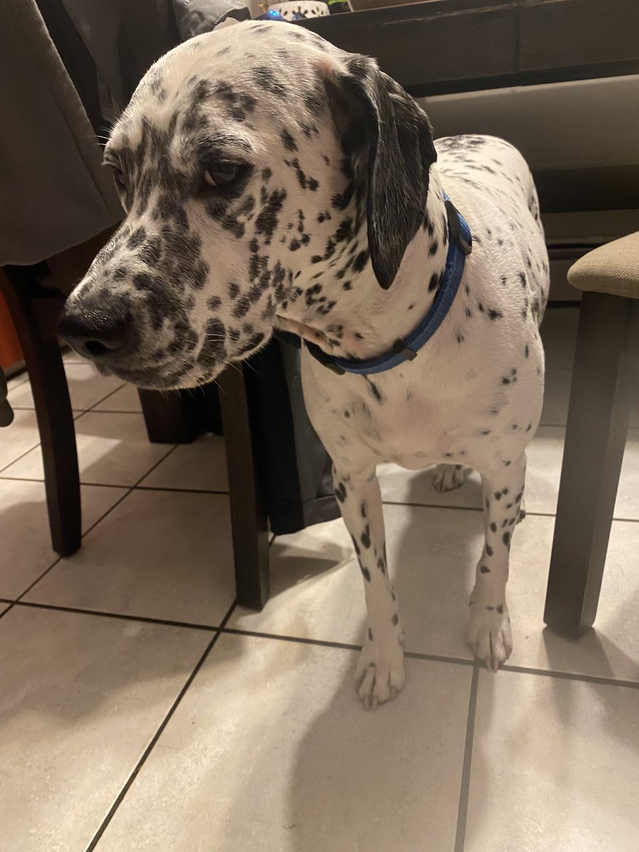 Soccerald4's tweet photo. @holly_atkins @OfficialOPLive Here’s my dog Jack. He’s not happy right now because it’s storming here in Maine and he is not a fan of the thunder :( https://t.co/bnFjS4wm0M