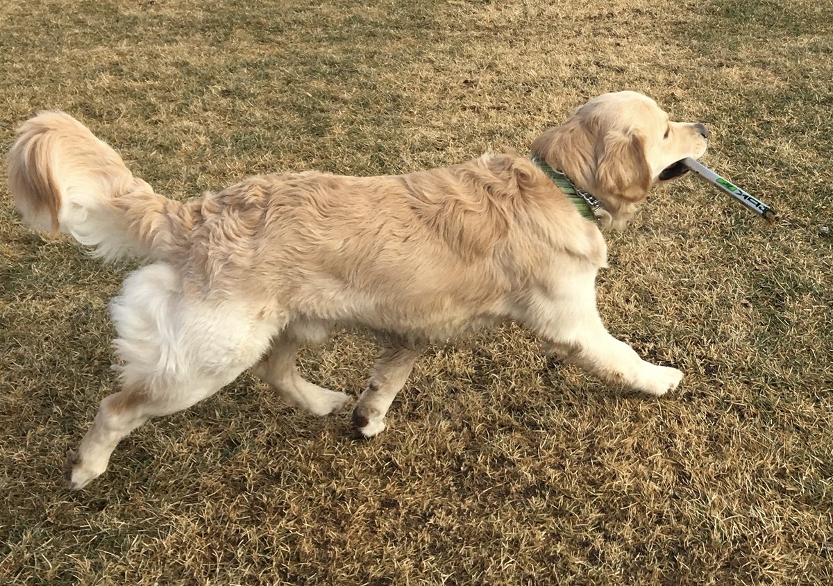 Found a stick #GoldenRetrievers #dogsofx