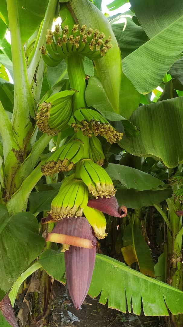 3 years ago we got permits and imported TC banana plants from Isreal.N.B we built shadenets,installed Irrigation and all our selves. Today we have a flourishing plantation with better fruit quality Grand Naine bananas. Farmers are risk takers DIY experts. <a href="/KokuOnyi/">onyaole koku</a>