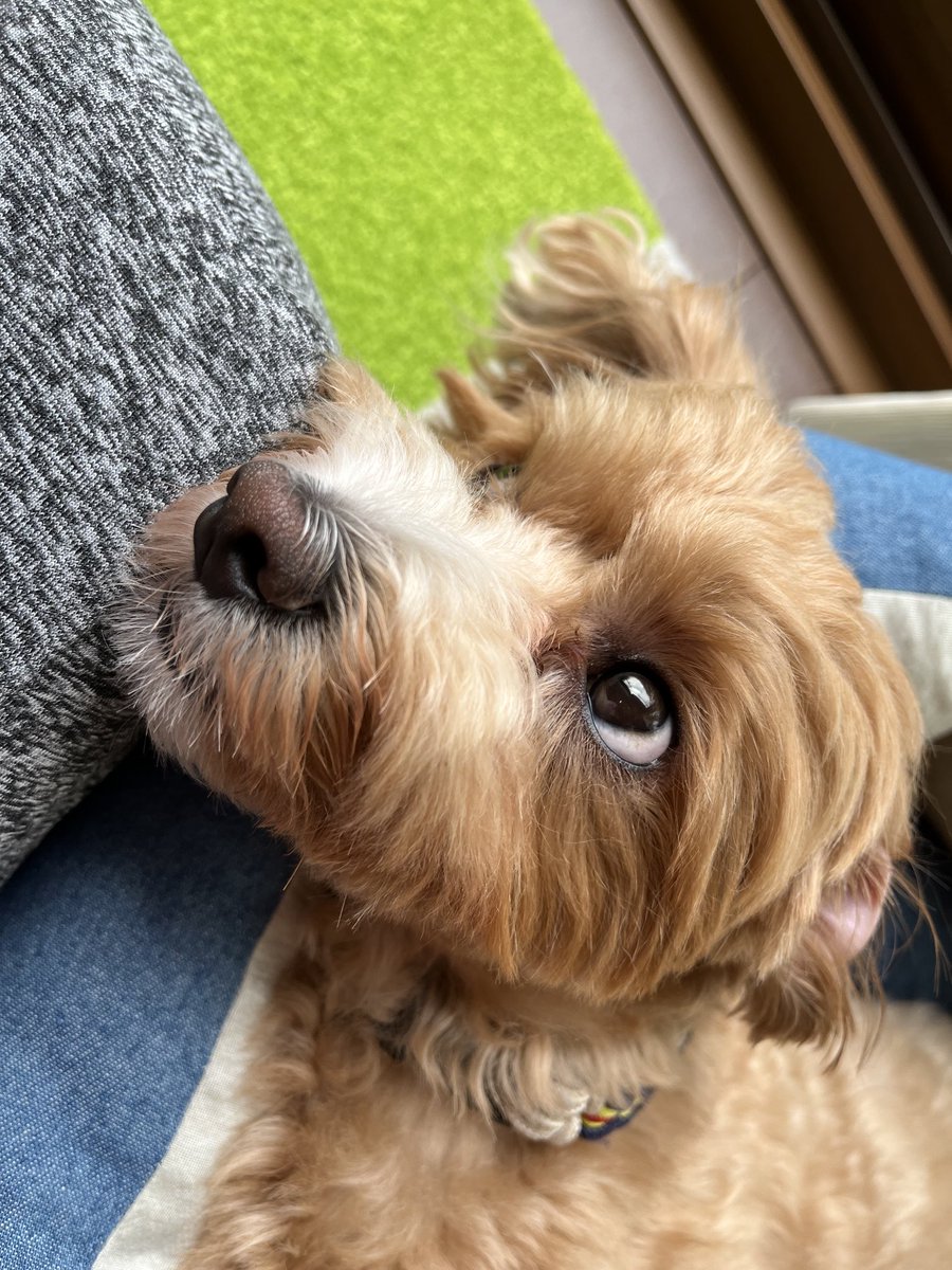 crazy_aku's tweet photo. 雨止んだよねぇ(;´･ω･)ｳｰﾝ･･･
＃マルプー
＃ミックス犬
＃犬好きな人と繋がりたい
＃犬好きさんとつながりたい
＃犬との暮らし
＃犬のいる幸せ https://t.co/JQ1URwRz19