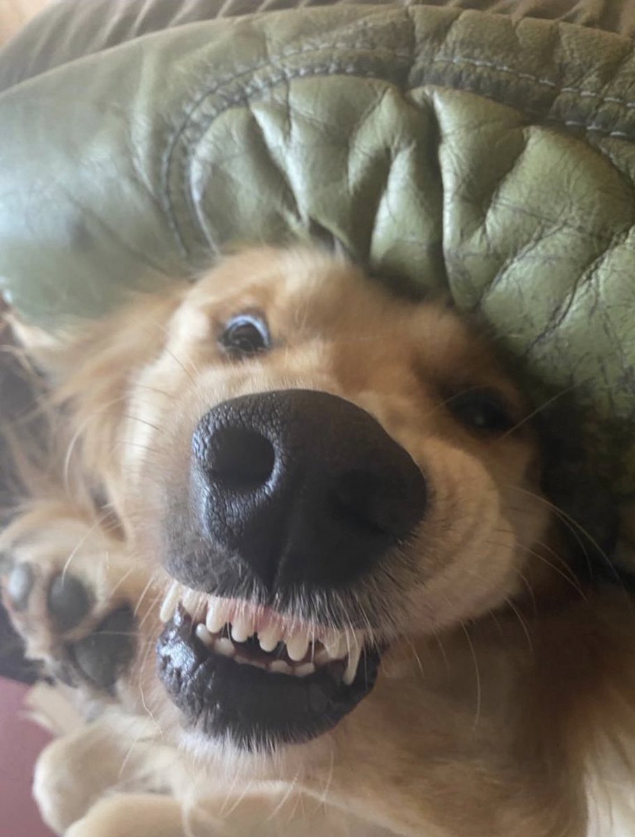 Today is my birthday. I am three years old. It is reason to smile because I will be getting nice stuff wrapped up in nice paper. <a href="/dog_feelings/">Thoughts of Dog</a> <a href="/dog_rates/">WeRateDogs</a> <a href="/GoldenGeorgeous/">Gorgeous George</a> <a href="/CuteGoldens/">Golden Retrievers</a> <a href="/PipTheDog5/">Pip the Golden Retriever 🌈</a>