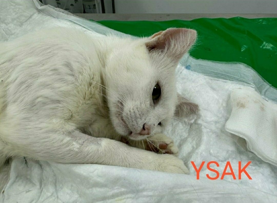 Marisa84157935's tweet photo. 🆘SITUACIÓN DESESPERANTE
1año #ayudando #gatos #helechal,mucho conseguido,pero no damos abasto😢
GRAN DEUDA (759,42Euros)de castrar a #Mimy #Didy #Sara #Leo #Guopa #Ysak #Bony #King #Lucia #Tiger #Leo y #Bella
🙏#colaboracion para #seguir
Bizum605062634
gemaparejabaez@hotmail.com https://t.co/u9A0cNaUtW