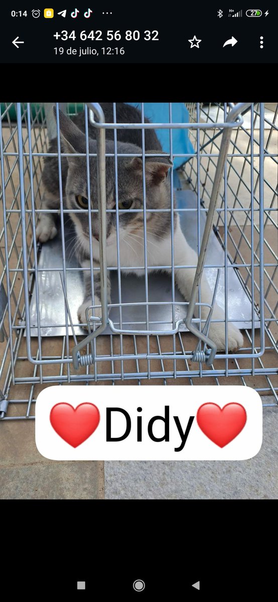 🆘SITUACIÓN DESESPERANTE
1año #ayudando #gatos #helechal,mucho conseguido,pero no damos abasto😢
GRAN DEUDA (759,42Euros)de castrar a #Mimy #Didy #Sara #Leo #Guopa #Ysak #Bony #King #Lucia #Tiger #Leo y #Bella
🙏#colaboracion para #seguir
Bizum605062634
gemaparejabaez@hotmail.com