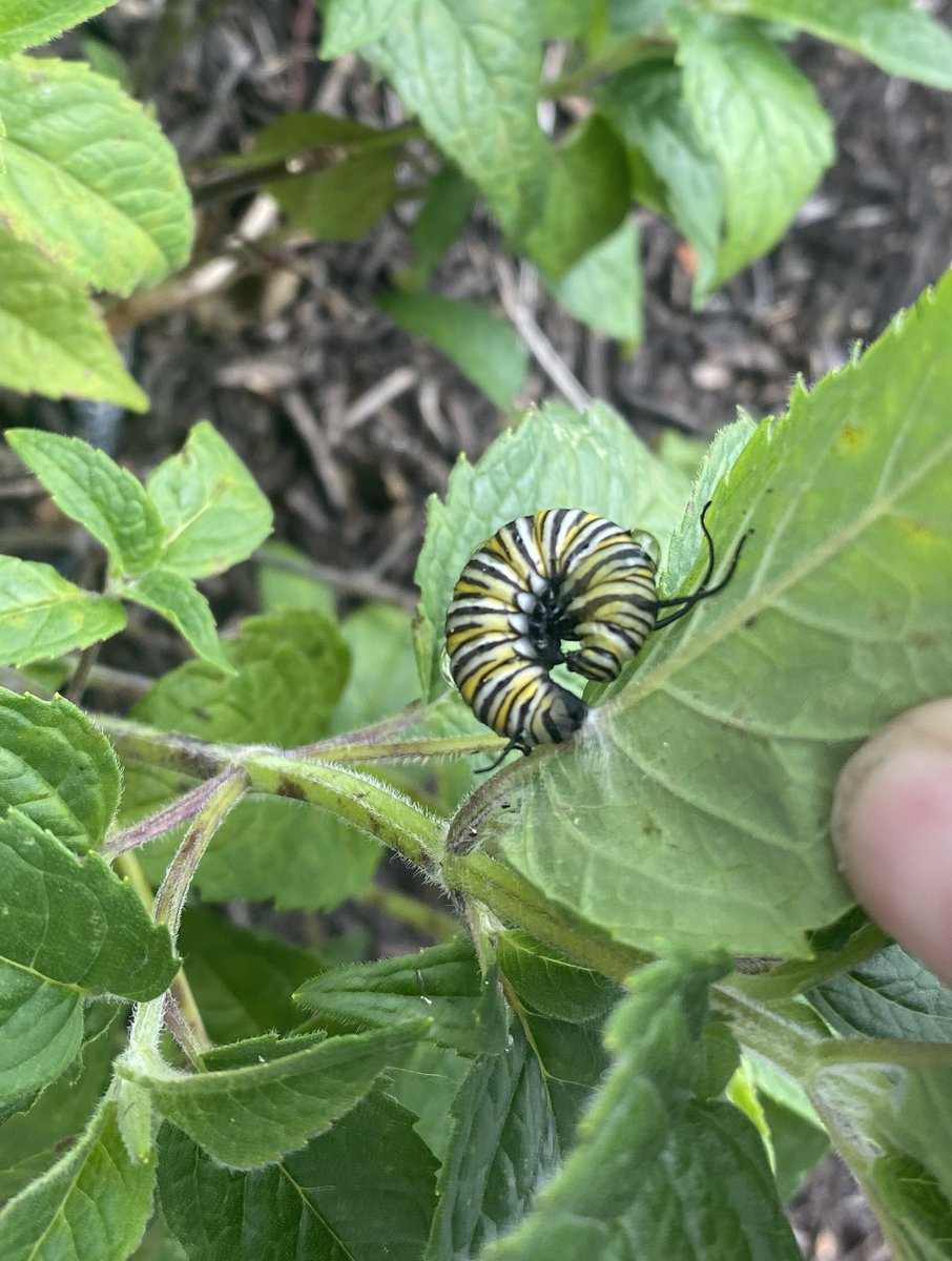stephdevonald's tweet photo. Some big changes are happening in the Mount Rock Butterfly Garden!
#MountRockEngaged
#BSSDProud https://t.co/GBiI2ClLhe