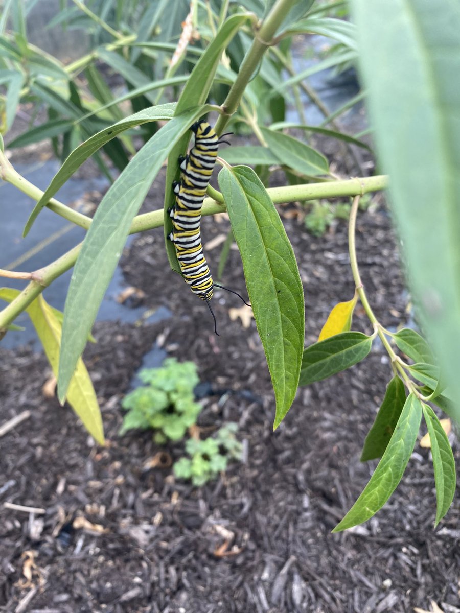 Some big changes are happening in the Mount Rock Butterfly Garden! 
#MountRockEngaged
#BSSDProud