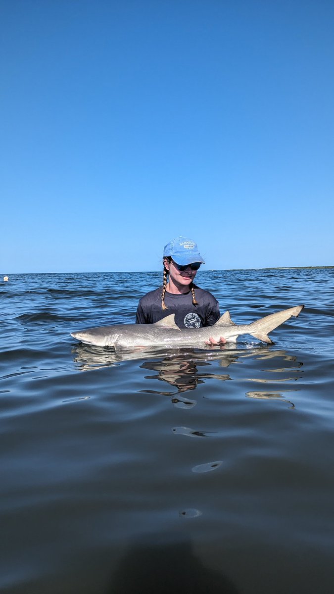 lyssa_pagel's tweet photo. Another successful day at Cat Island #acoustic tagging #lemonsharks. Had our first recapture - after just two weeks her sutures have popped and she's healing wonderfully. We also got the first #V16 deployed! https://t.co/Ha7ufWTVu1