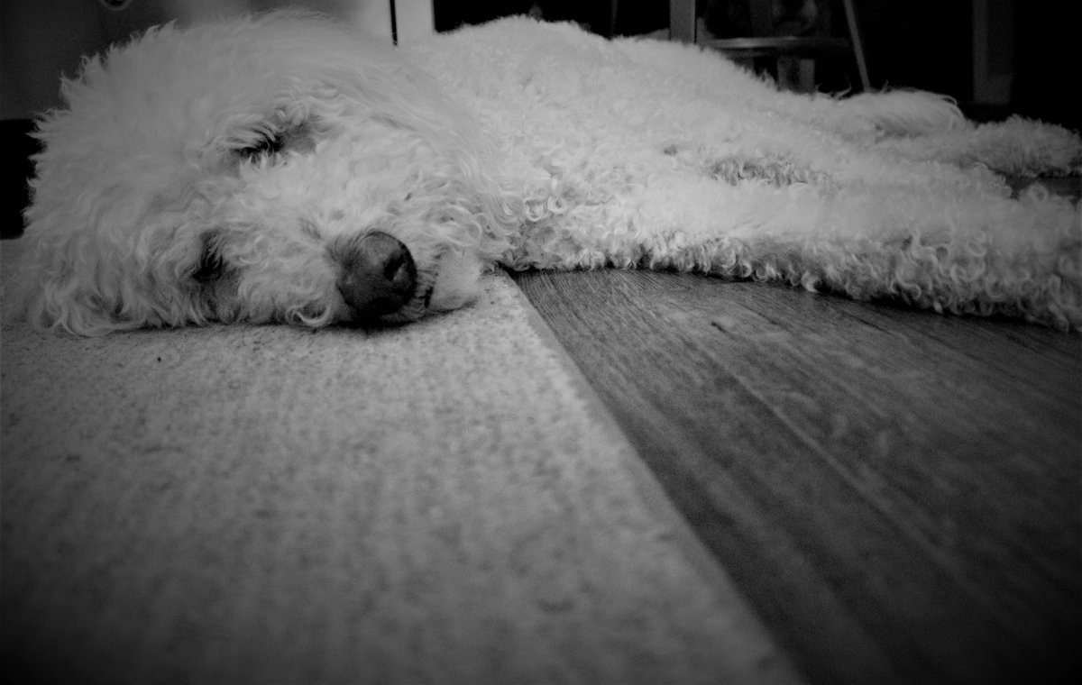 DoodleNessa's tweet photo. Human came home from work + vented for 20 minutes...
I so need a boop
#NotMyProblem
#DogsOfX
#dogsoftwitter https://t.co/7HpQuNC6Lb