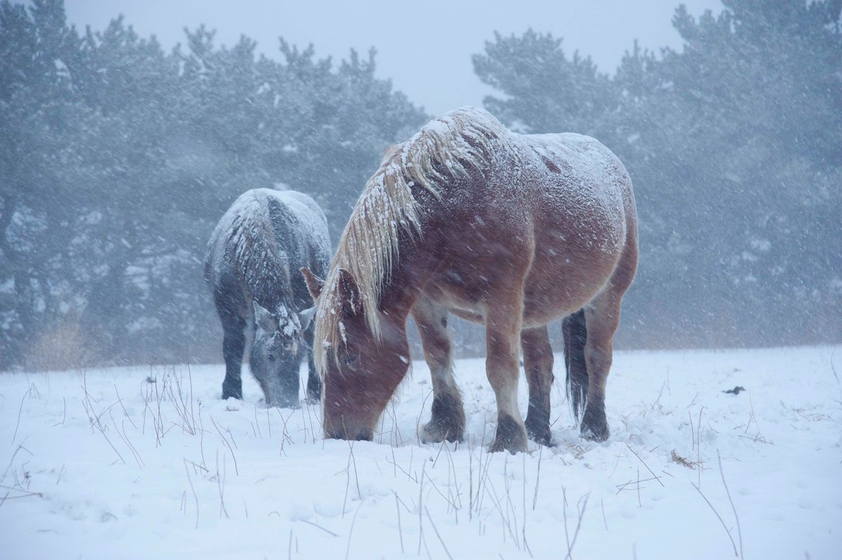 We’re doing some books about weather and thought that this picture would be really interesting to kids who love #horses and kids who never get to see the #snow.