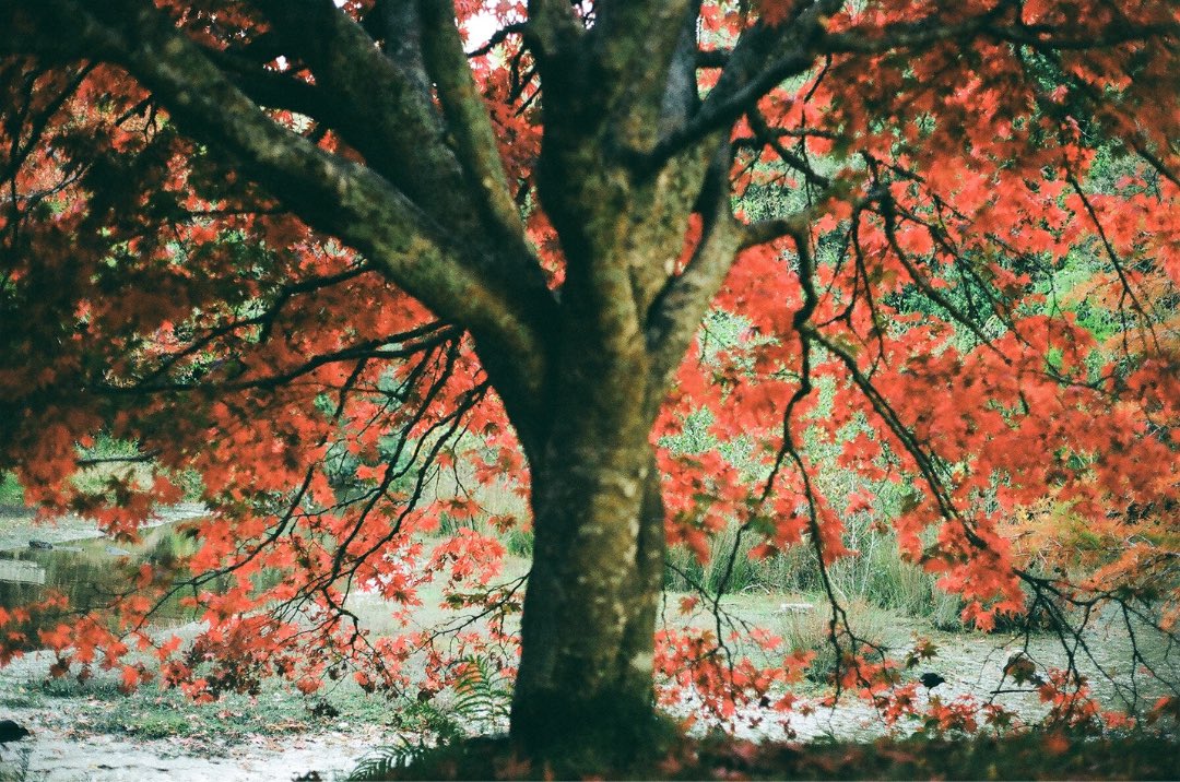 RevistaHunter's tweet photo. — Es una serie que le pertenece al asombro de explorar alturas y orillas, bosques y profundidades. Escenarios que hoy se encuentran más cerca de mi imaginación que del recuerdo.

Sofi 

#RevistaHunter   #comunidaddefotografia
#film #fotografxs #fotoanalógica https://t.co/Rim0l6Rum7