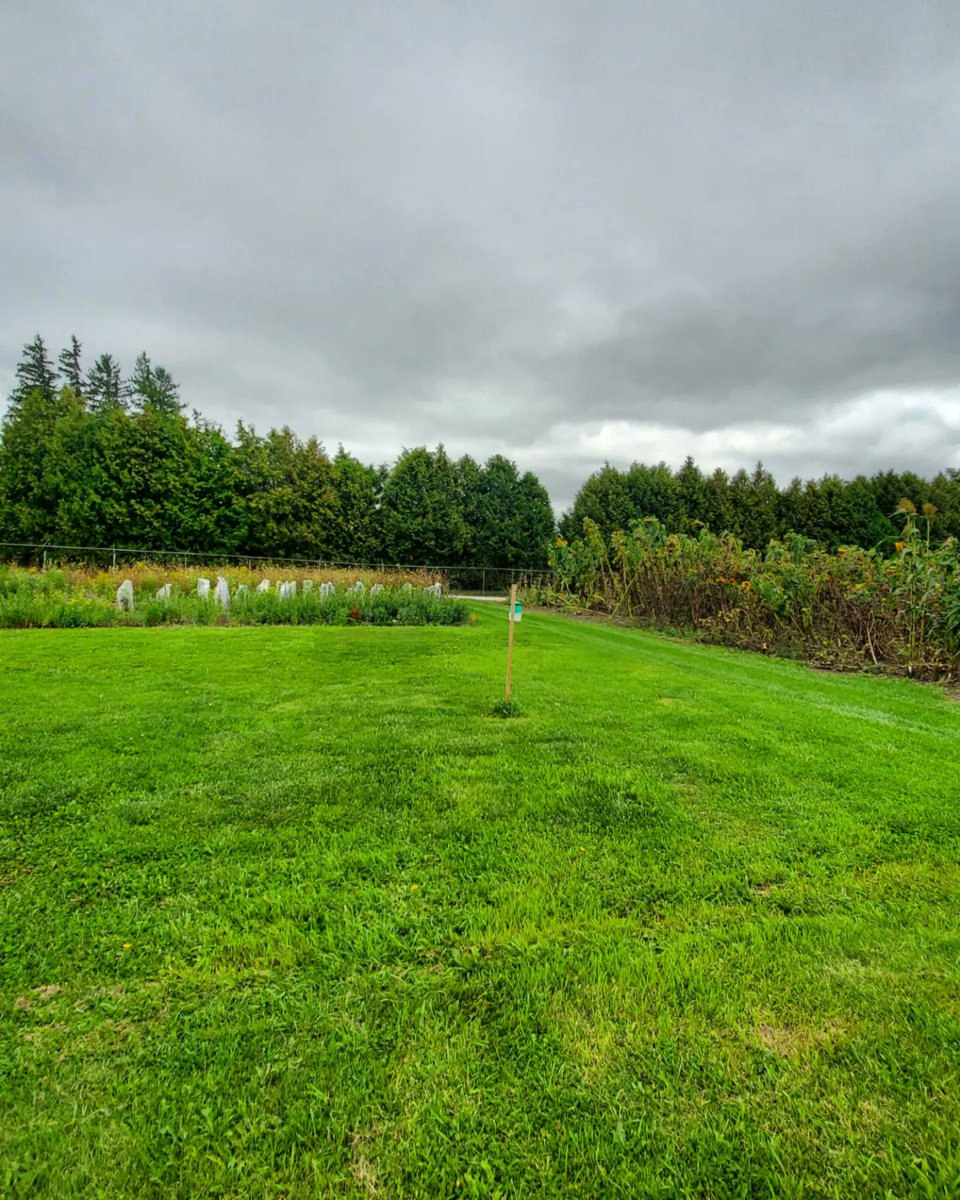 🎼 🎹 It's a beautiful day in this neighborhood, a beautiful day for a neighbour 🎶 Raymond Thomas Lipid Group at the Biology Dept BBQ, exploring the Environmental Sciences Western Field Station 😊