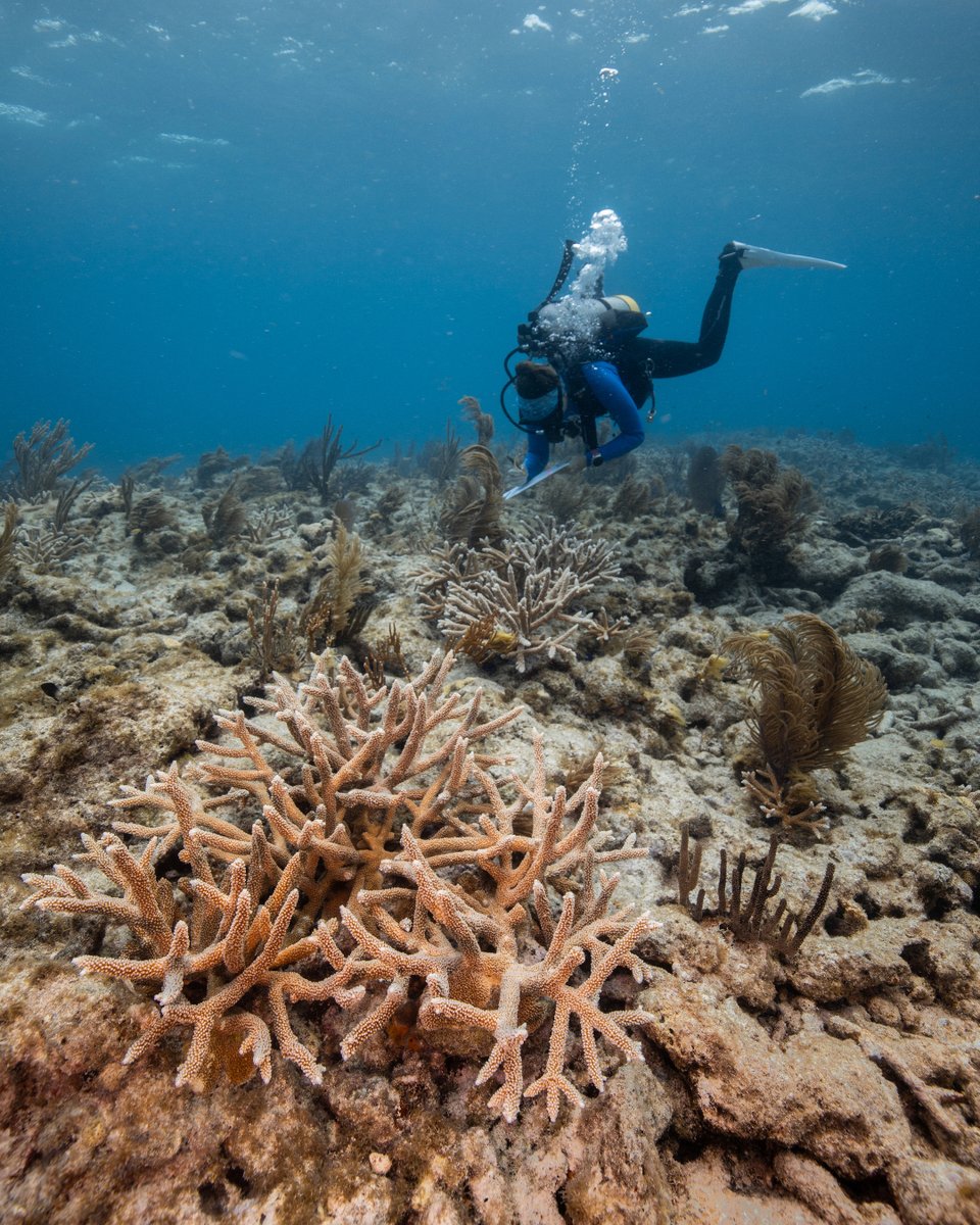 coralcrf's tweet image. This #FridayFieldUpdate is all about preservation! 

Monitoring and maintenance have been at the forefront of this weeks operations. Ensuring an eventual safe and healthy transition back into the ocean for our corals!