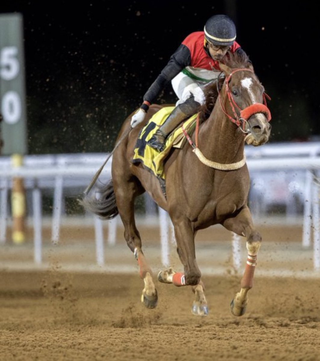 Alshareef Stable tweet media