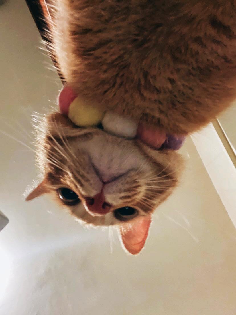 TranslatedCats's tweet photo. Shit officer. Get up and shit!! ️ https://t.co/iUNAtgCE9p