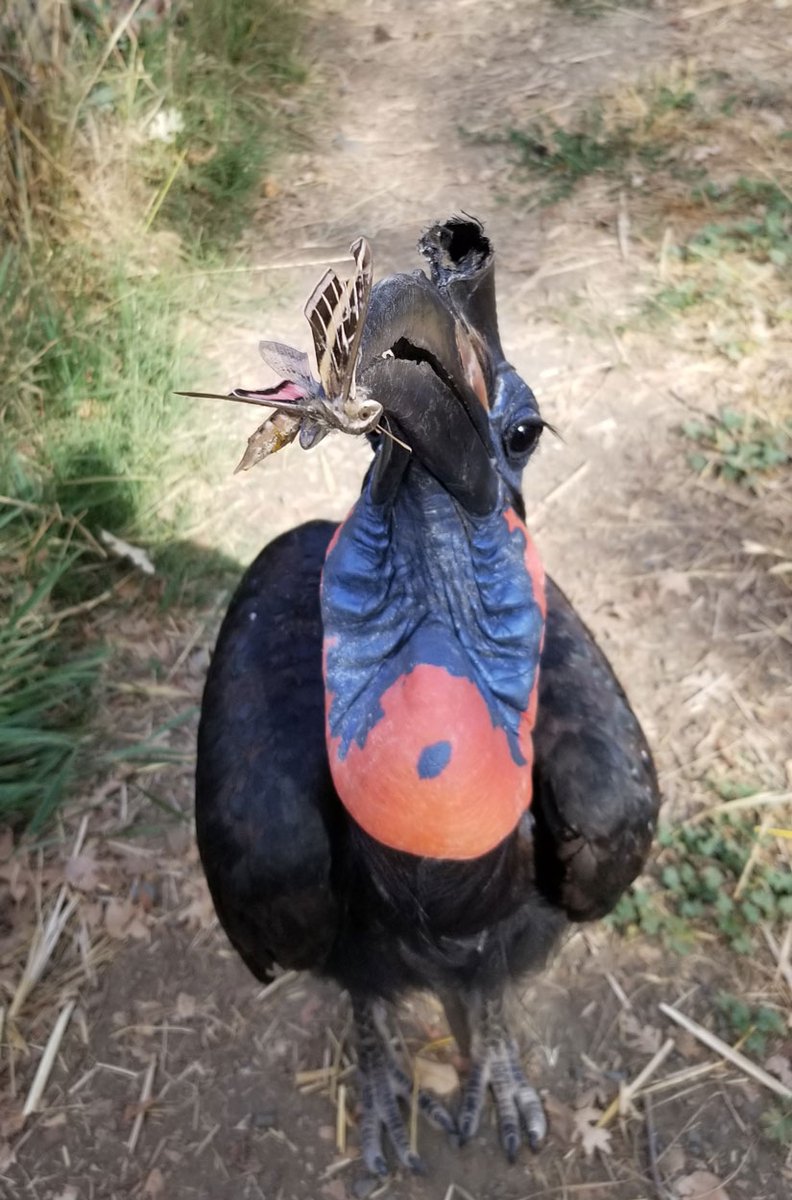 Thank you very 'moth' 🥰 Hank, the Abyssinian ground hornbill, proudly shows off the moth he caught! 📷️: Animal Caregiver Tamara Cooke