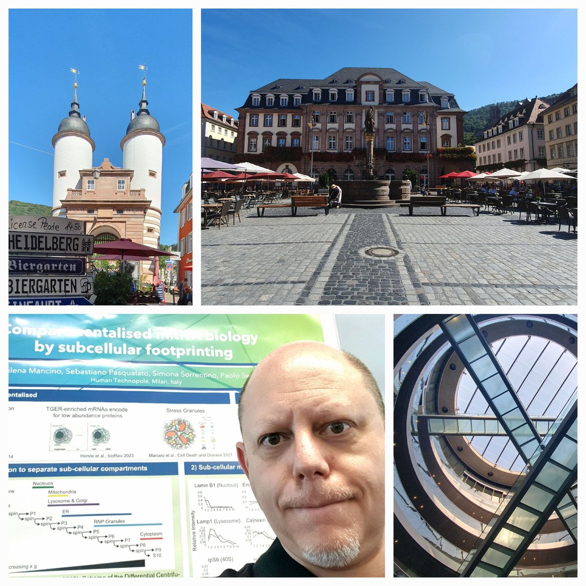 Proud to represent @CalvielloLab @humantechnopole at the protein synthesis and translation control conference in Heidelberg. Great talks, many new and old friends! #EMBLprotein