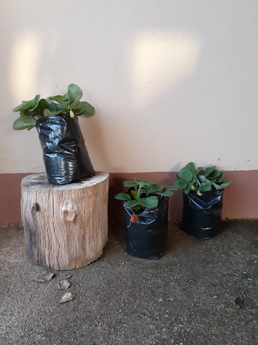 simnikiweshaba1's tweet photo. #tinitwitter Strawberry plants for sale, E30
Contact: 76711100, your support will be greatly appreciated 🙏 https://t.co/J3zwWTs7BP