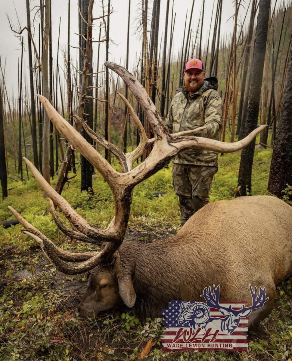 The Utah Governors Bull Tag 
Seeing different reports of 428" and some of 430" Either way hes got mass for days and hell of a whales tail. Congrats to this awesome hunter, bull and guide#elk 

📷 @wade_lemon_hunting