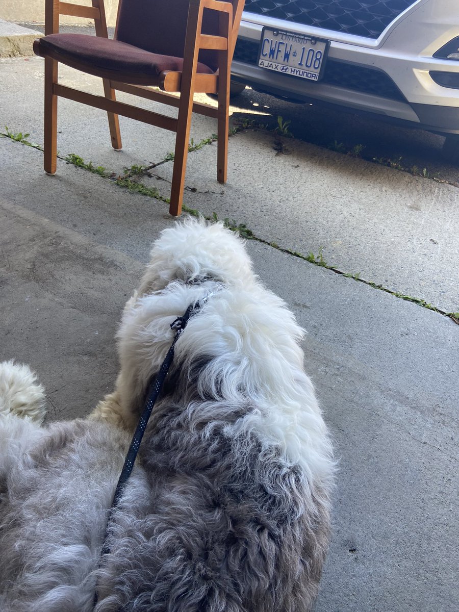 barfly316's tweet photo. Dogs included. https://t.co/qD1TbyIFIF