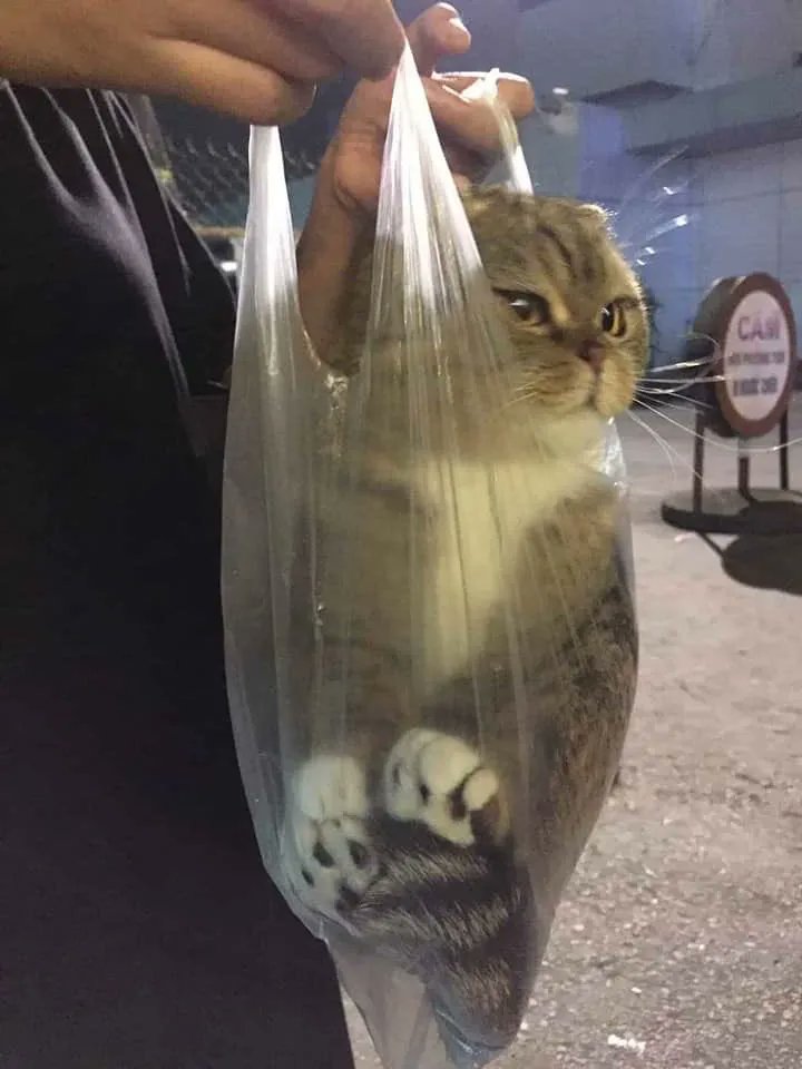 ShouldHaveCat's tweet photo. https://t.co/E7CAfFi7gL