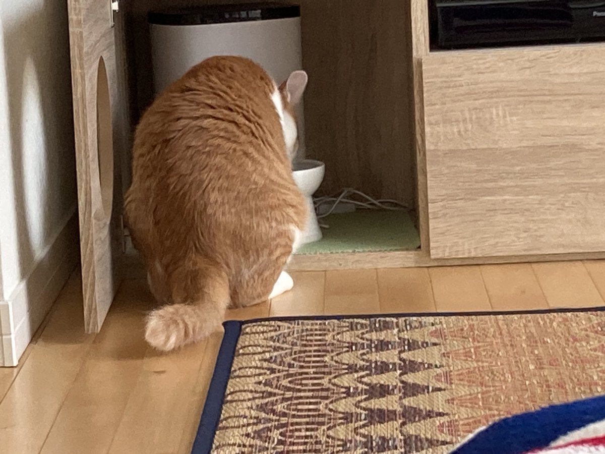 a_cello_'s tweet photo. おはようございます☁️

もなかが見つめる先は
ご飯中のたおでしたー

#みけねこもなか
#ちゃしろねこたお
#猫のいる風景 https://t.co/cvbbzMmAOc
