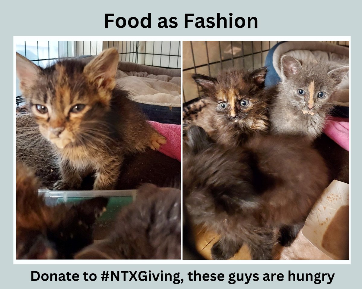 #ntxgivingday2023 is less then 2 weeks away.
Please consider supporting #CatMatchers so that we can help more kittens like this that just came in from Tri-city shelter.  They are learning to eat on their own and wear it well. #adoptdontshop
northtexasgivingday.org/organization/c…