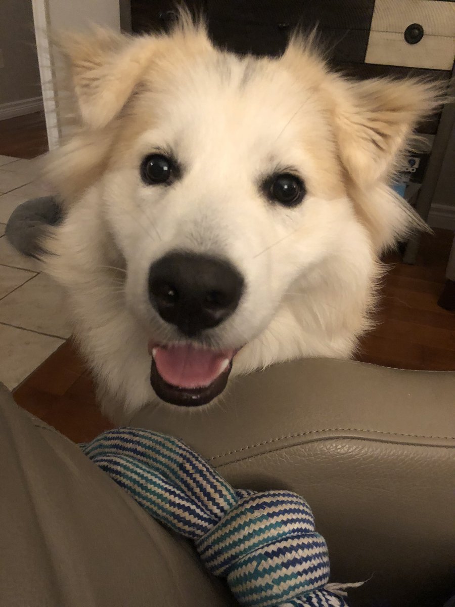 Hooked_OnTravel's tweet photo. So much for a nap….let’s play rope tug!!  #puppyenergy #labradorhusky https://t.co/2qZ4So3X2D