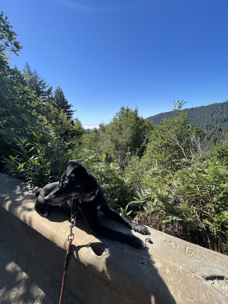 Racine E. Rangel, Ph.D. tweet media