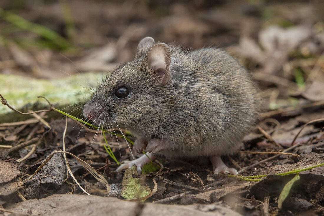 Much more than a house mouse 🐭 

This little, fragile fellow is a New Holland Mouse (Pseudomys novaehollandiae).

Read 'The threatened species we don't talk about' to learn about other threatened species that exist beyond the spotlight 👉bushheritage.org.au/blog/threatene…

📷Bruce Thomson