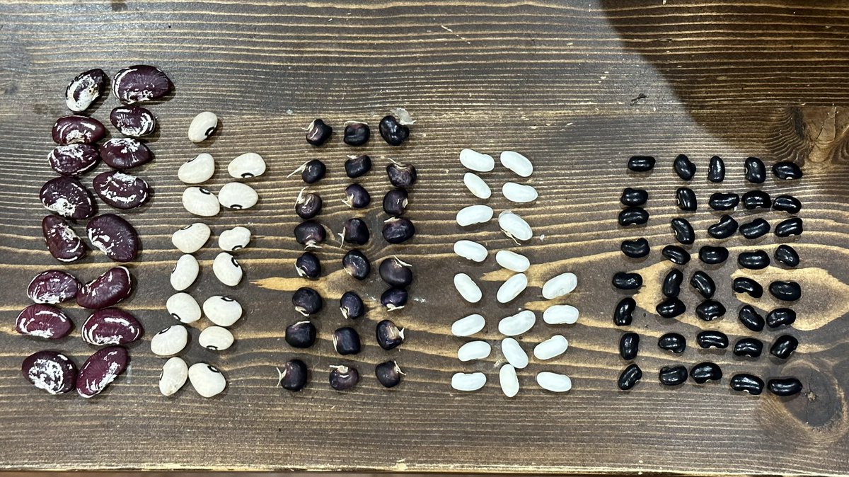 What’s your question? Why would you ask that question? What will be your image #4? What’s the mathematical potential? Where will the learning go next? What do you hope Ss to explore, recognize, represent, and understand? How will that change your Qs?
#gardenandmath #purposefulQ